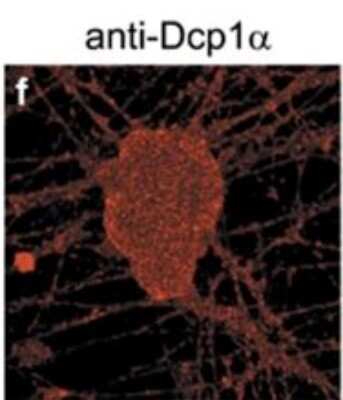 Immunocytochemistry/ Immunofluorescence: Dcp1a Antibody (3G4) [H00055802-M06]