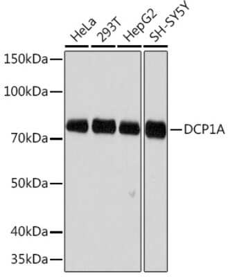 Western Blot: Dcp1a Antibody (7Q8Q6) [NBP3-16644]