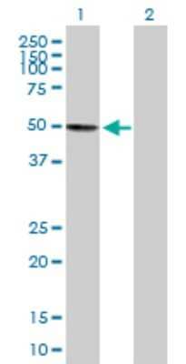 Western Blot: Death Ligand Signal Enhancer Antibody [H00009812-B01P]