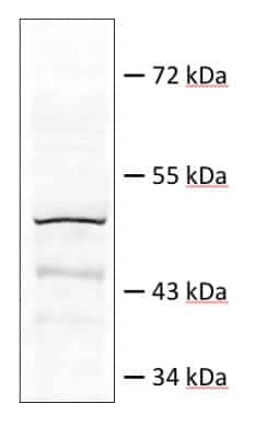 Western Blot: Death Ligand Signal Enhancer Antibody [NBP2-84765]