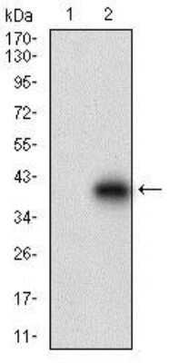 Western Blot: Decorin Antibody (5E8E7)BSA Free [NBP2-37333]