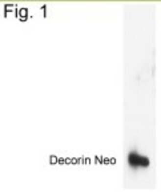 Western Blot: Decorin Neo Antibody [NB100-74403]