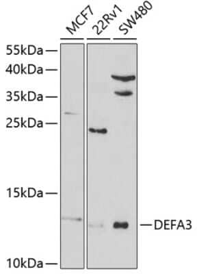 Western Blot: Defensin alpha 3 AntibodyBSA Free [NBP2-92456]