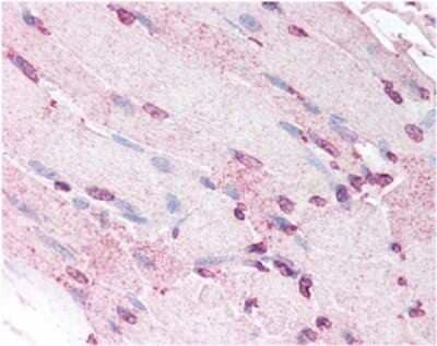 Immunohistochemistry: Defensin alpha 5 Antibody (8C8) - Azide and BSA Free [NBP2-80693]