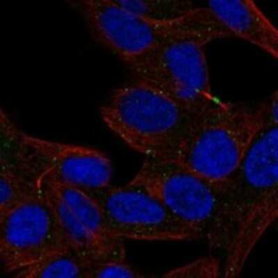 Immunocytochemistry/ Immunofluorescence: Defensin alpha 5 Antibody [NBP3-17669]