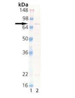Western Blot: Dehydrin Antibody [NBP1-19300]