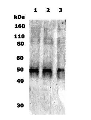 Western Blot: delta Opioid R/OPRD1 AntibodyBSA Free [NB110-79877]