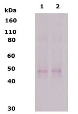 Western Blot: delta Opioid R/OPRD1 AntibodyBSA Free [NB110-79879]