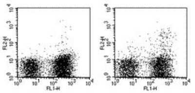 Flow Cytometry: Dendritic Cell Marker Antibody (33D1) - BSA Free [NBP1-43284]