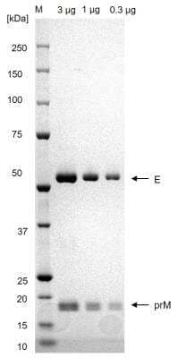 Western Blot: Recombinant Virus Dengue Virus 1 VLP Protein [NBP3-14811]