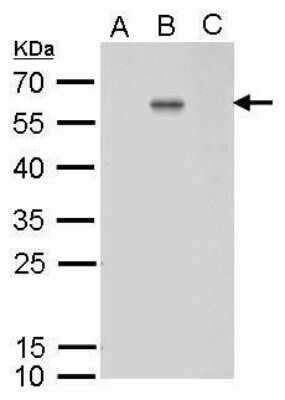 Western Blot: Dengue Virus 2 Envelope Antibody (GT643) [NBP3-13488]