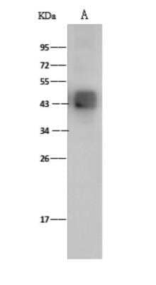 Western Blot: Dengue Virus 2 Envelope Antibody [NBP3-06004]