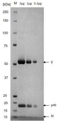 SDS-PAGE: Recombinant Virus Dengue Virus 3 VLP Sri Lanka D3/H/IMTSSA-SRI/2000/1266 Protein [NBP3-14814]