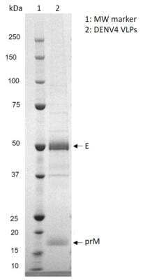 SDS-PAGE: Recombinant Virus Dengue Virus 4 VLP Protein [NBP3-14810]