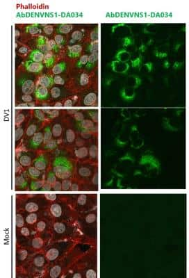 Immunocytochemistry/ Immunofluorescence: Dengue Virus NS1 Antibody (DA034) [NBP3-14838]