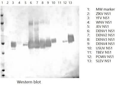 Western Blot: Dengue Virus NS1 Antibody (FG10-F6-A5-C6) [NBP3-14849]