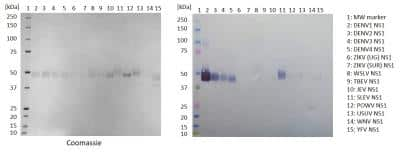 Western Blot: Dengue virus 1 NS1 Antibody (BA11-D5-1-B11) [NBP3-14854]