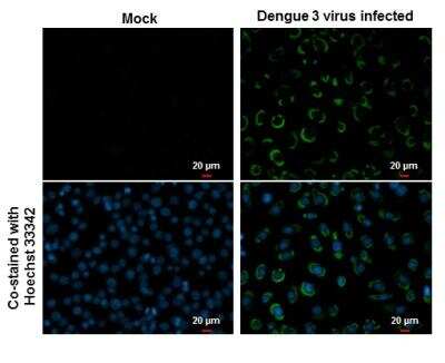 Immunocytochemistry/ Immunofluorescence: Dengue Virus NS1 protein Antibody [NBP2-54602]