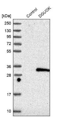 Western Blot: Deoxyguanosine kinase Antibody [NBP1-84256]