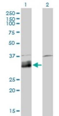 Western Blot: Deoxyribonuclease I like 1 Antibody (4E8) [H00001774-M02]