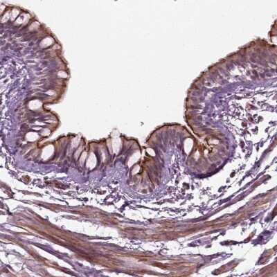 Immunohistochemistry-Paraffin: Deoxyribonuclease I like 1 Antibody [NBP2-49678]