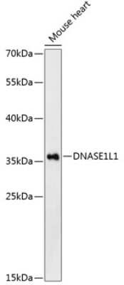 Western Blot: Deoxyribonuclease I like 1 AntibodyAzide and BSA Free [NBP2-92613]