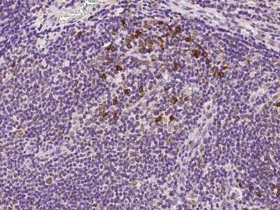 Immunohistochemistry-Paraffin: Derlin-2 Antibody [NBP2-98598]