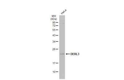 Western Blot: Derlin-3 Antibody [NBP2-16152]