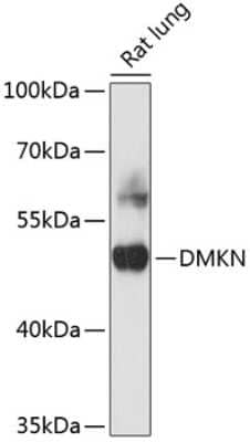 Western Blot: Dermokine beta AntibodyBSA Free [NBP2-92134]