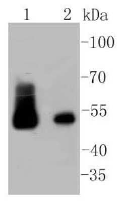 Western Blot: Desmin Antibody (SI18-00) [NBP2-67407]