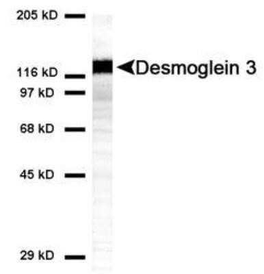 Western Blot: Desmoglein-3 Antibody (5H10)Azide and BSA Free [NBP2-80695]