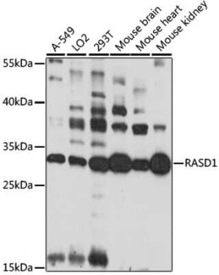 Western Blot: Dexras1 AntibodyAzide and BSA Free [NBP2-92235]