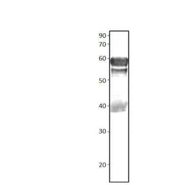 Western Blot: Dexras1 Antibody [NBP3-12390]