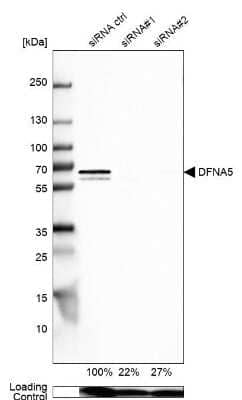 Western Blot: Dfna5 Antibody [NBP1-87689]