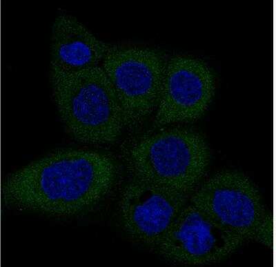 Immunocytochemistry/ Immunofluorescence: Dicer Antibody (CL0378) [NBP2-30699]