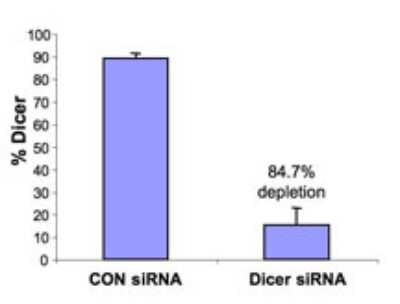 ELISA: Dicer Antibody [NBP2-23891]