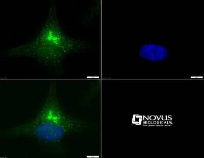 Immunocytochemistry/ Immunofluorescence: Dicer Antibody - BSA Free [NBP1-71691]