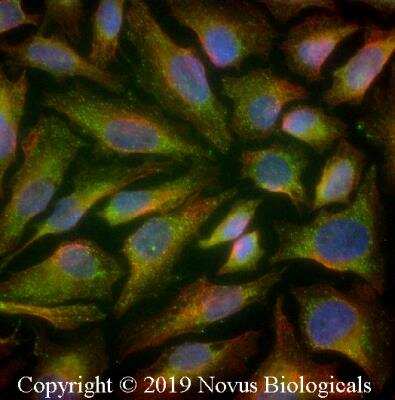 Immunocytochemistry/ Immunofluorescence: Dicer Antibody - BSA Free [NBP1-71691]