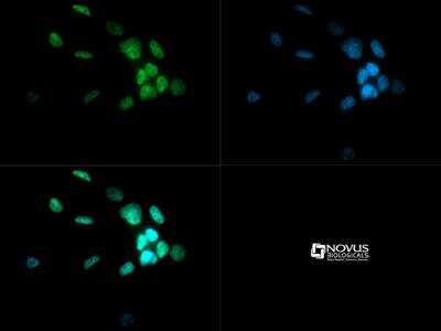 Immunocytochemistry/ Immunofluorescence: Dicer knockout Mouse embryonic stem cells [NBP1-96751]