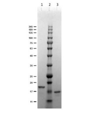 SDS-PAGE: Digoxigenin Antibody (DIG44)VHH [NBP3-06994]