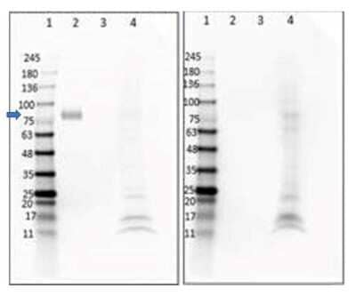 Western Blot: Digoxigenin Antibody (DIG44)VHH [NBP3-06994]
