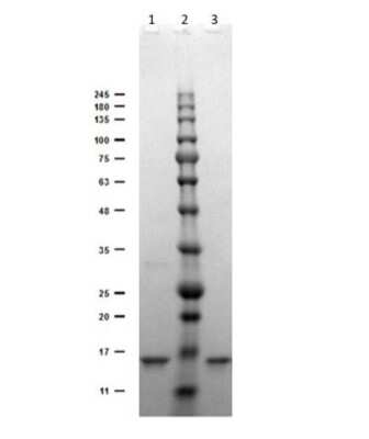 SDS-PAGE: Digoxigenin Antibody (DIG45)VHH [NBP3-06992]