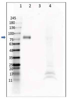 Western Blot: Digoxigenin Antibody (DIG45)VHH [NBP3-06992]