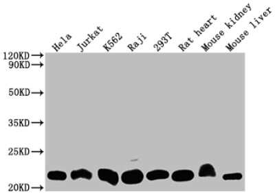 Western Blot: Dihydrofolate Reductase/DHFR Antibody (9B2) [NBP3-15195]