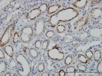 Immunohistochemistry-Paraffin: Dihydrolipoamide Dehydrogenase/DLD Antibody (2D4) [H00001738-M05]