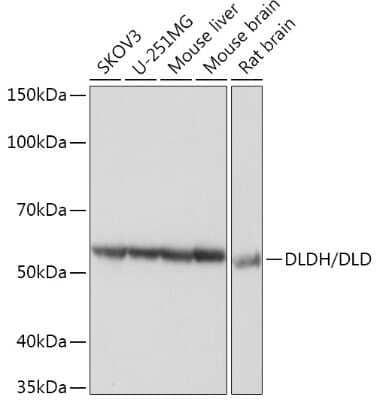 Western Blot: Dihydrolipoamide Dehydrogenase/DLD Antibody (3J2O9) [NBP3-16595]