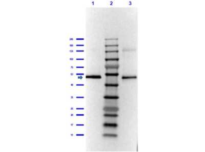 Western Blot: Dihydrolipoamide Dehydrogenase/DLD Antibody [NBP1-77778]