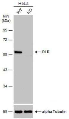 Western Blot: Dihydrolipoamide Dehydrogenase/DLD Antibody [NBP2-19361]