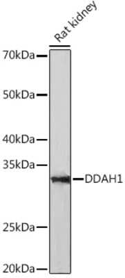 Western Blot: Dimethylarginine Dimethylaminohydrolase 1/DDAH1 Antibody (1Q5F6) [NBP3-16444]