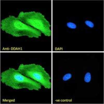 Immunocytochemistry/ Immunofluorescence: Dimethylarginine Dimethylaminohydrolase 1/DDAH1 Antibody [NB300-916]